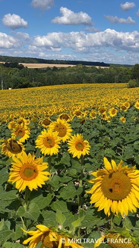 パリのひまわり